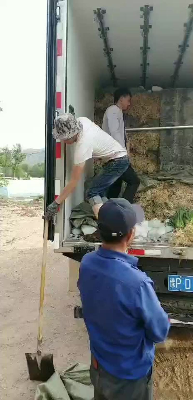 蒜苗上市