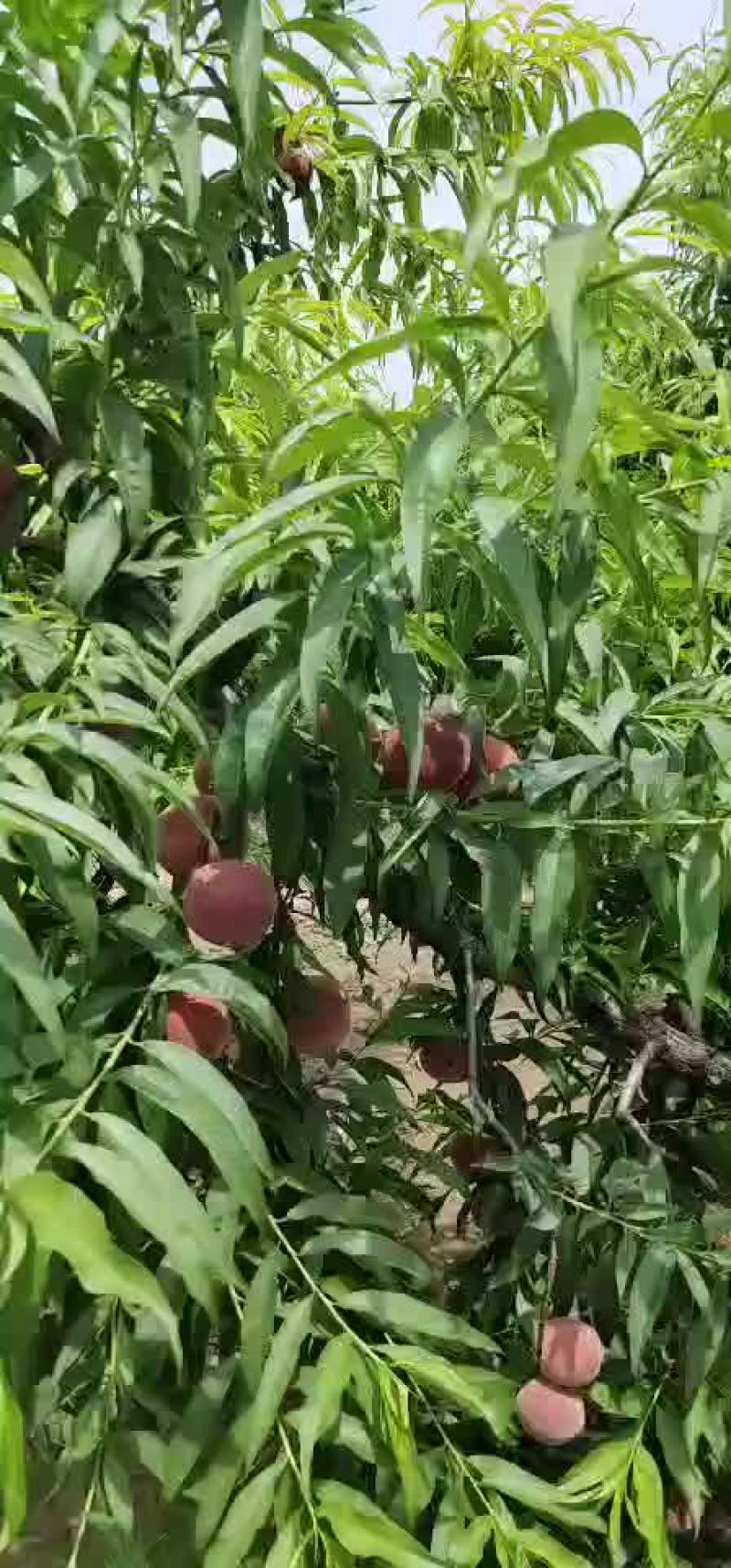 郑三突围6月份大量上市，还有其他各种品种