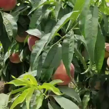 郑三突围6月份大量上市，还有其他各种品种