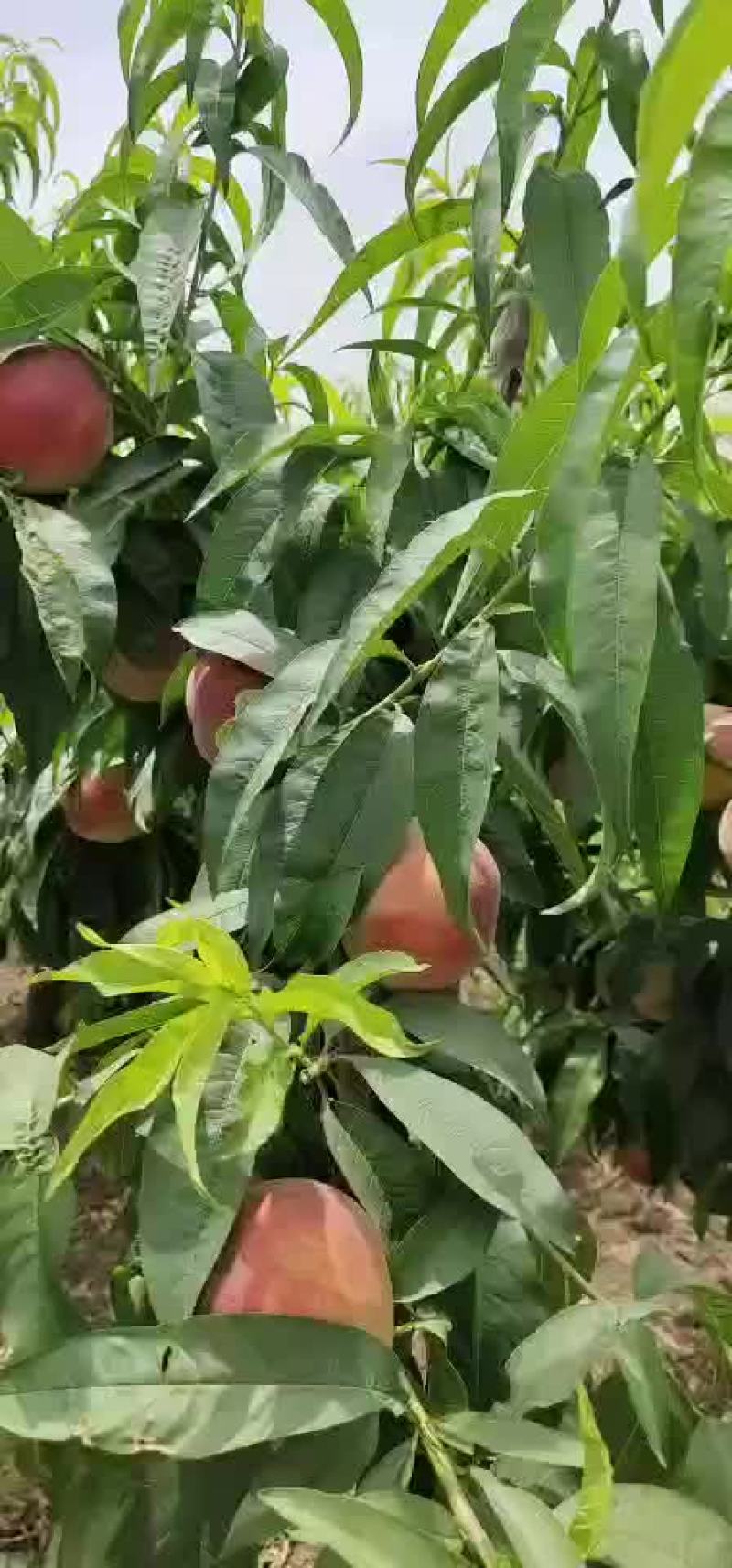 郑三突围6月份大量上市，还有其他各种品种