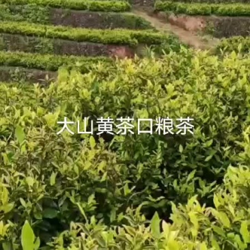 高山生态无公害黄金茶叶