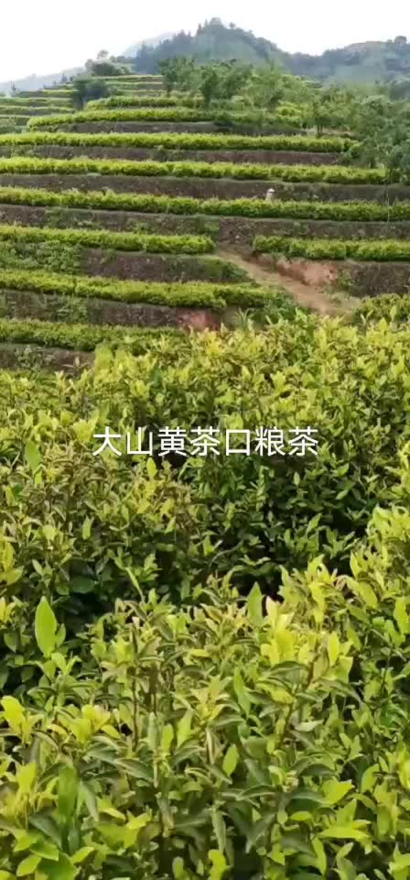 高山生态无公害黄金茶叶