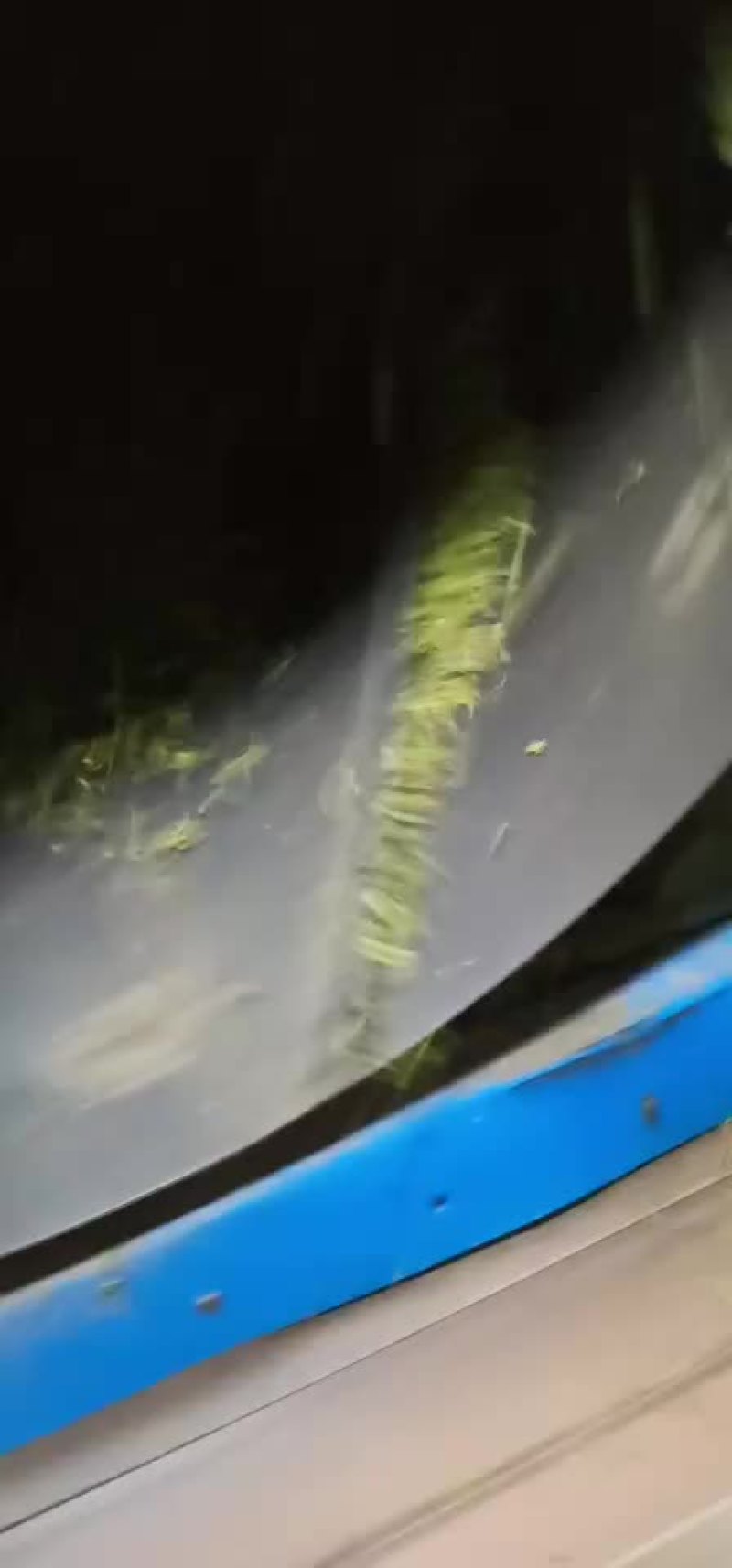 高山生态无公害黄金茶叶