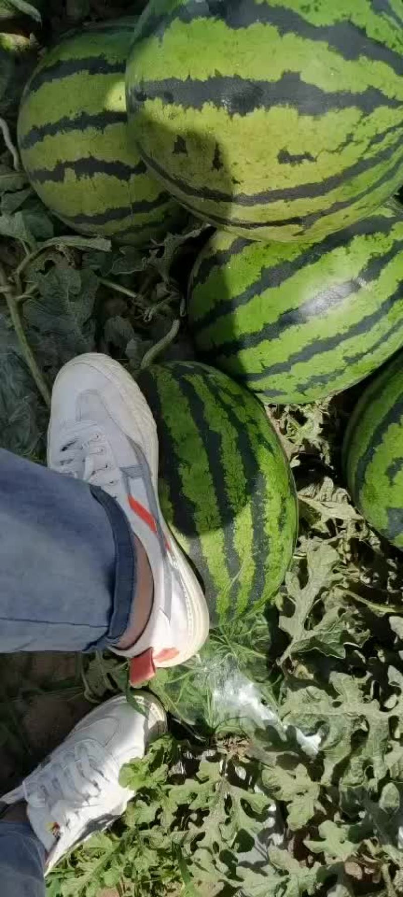 甜王沙地西瓜口感好质量保证