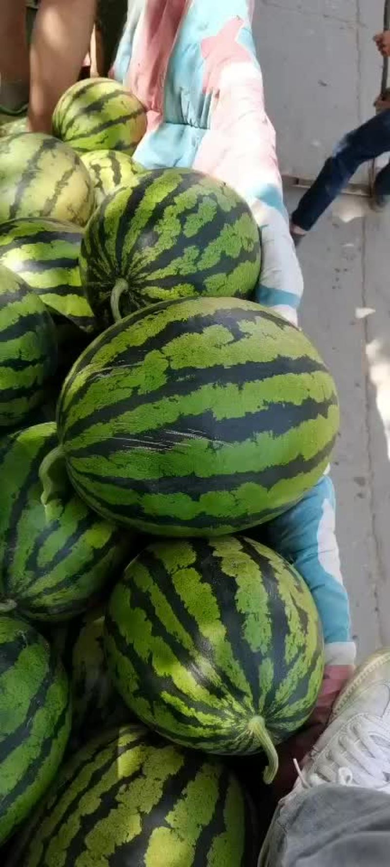甜王沙地西瓜口感好质量保证