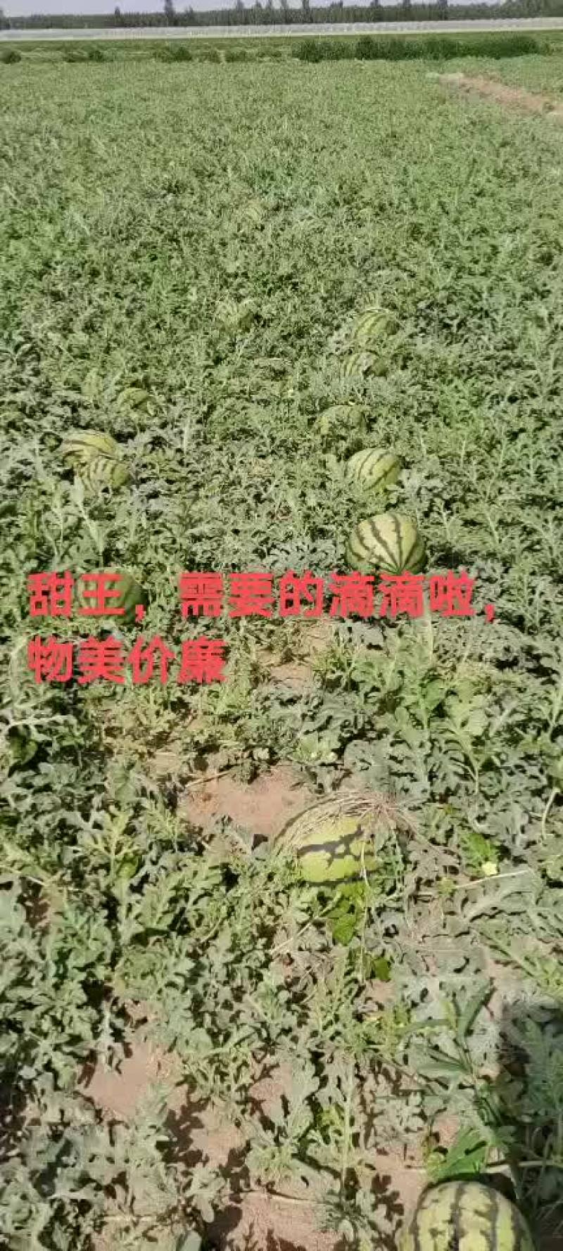 甜王沙地西瓜口感好质量保证