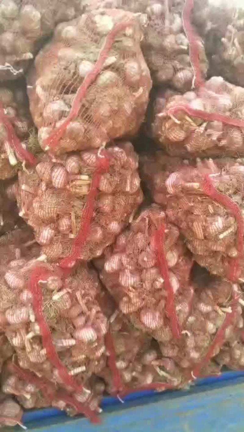 鲜蒜头把蒜净蒜大量上市。有需要的联