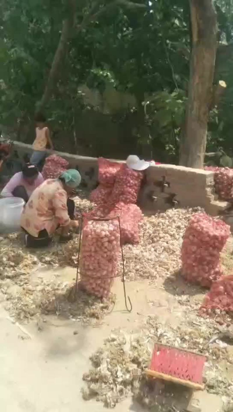 鲜蒜头把蒜净蒜大量上市。有需要的联