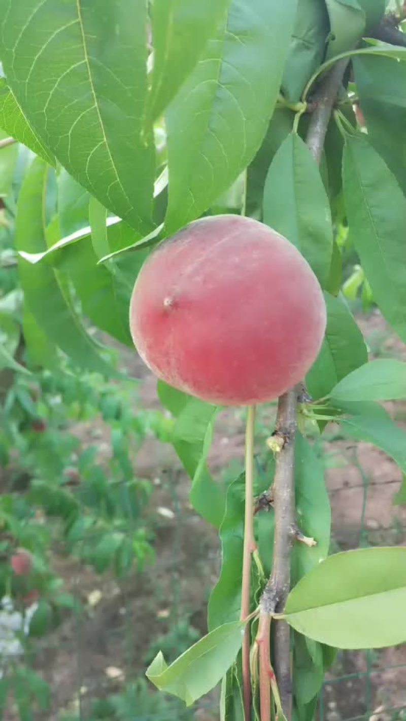 红不软