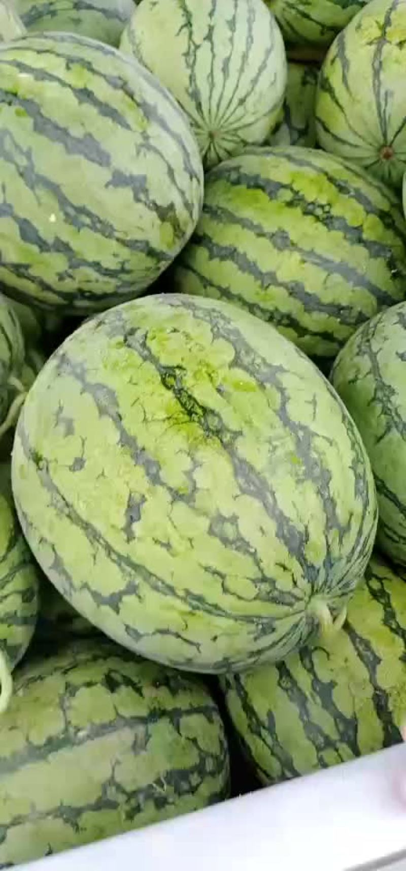 西瓜