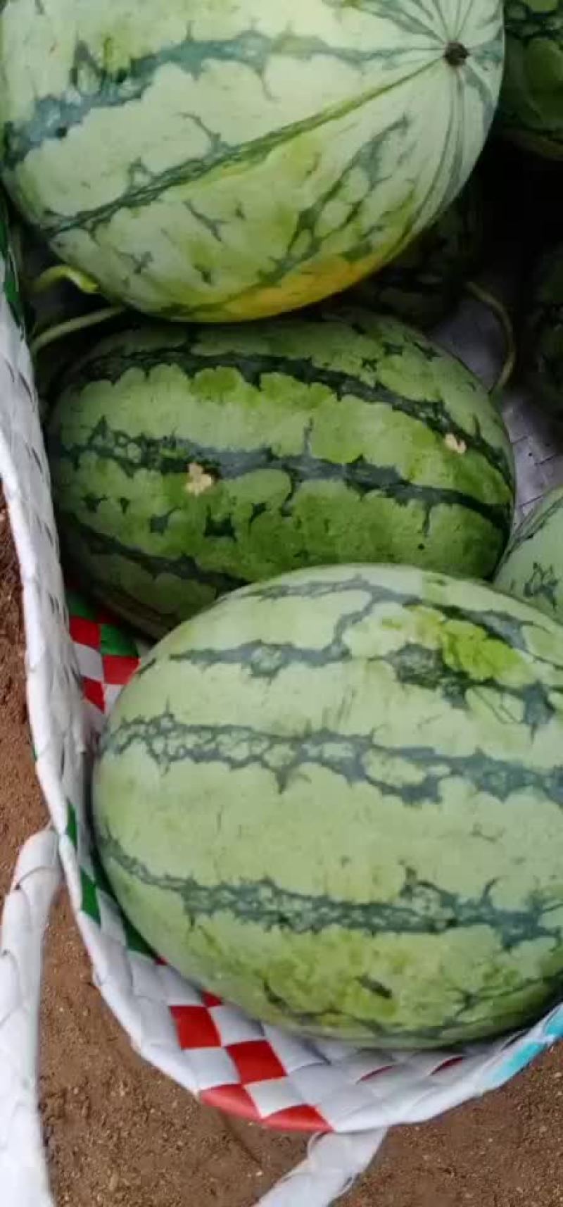 西瓜