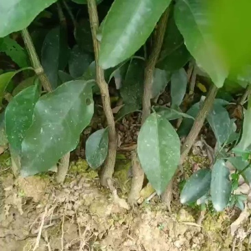 大量供应优质沃柑苗。