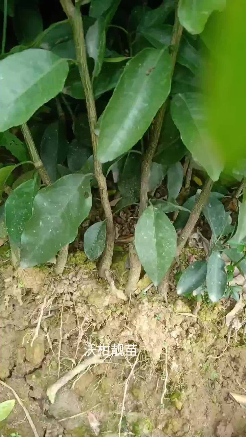 大量供应优质沃柑苗。