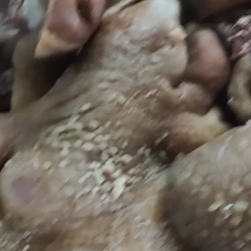 熟牛头肉