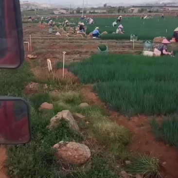 小葱