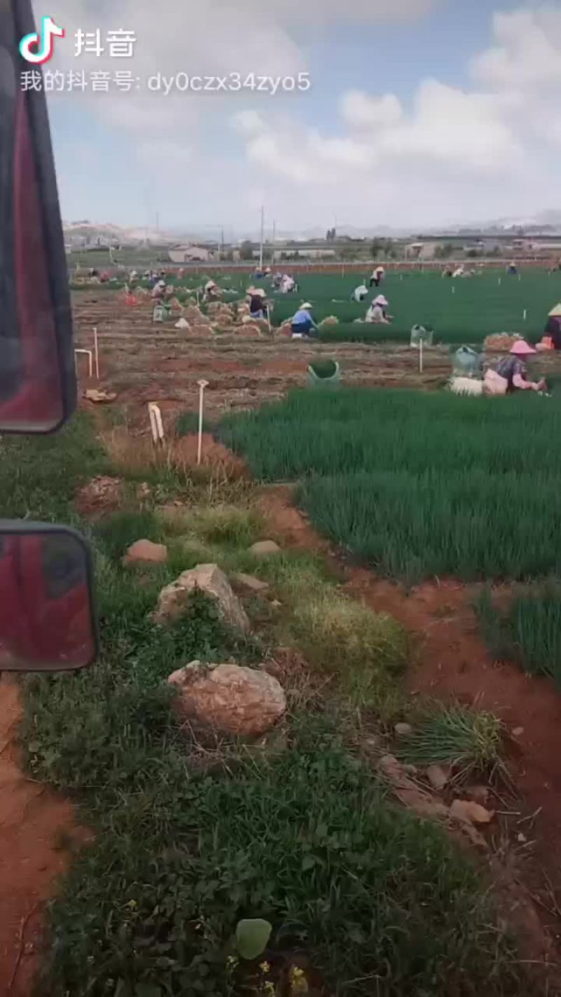 小葱