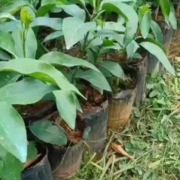 大果红肉沃沃柑苗