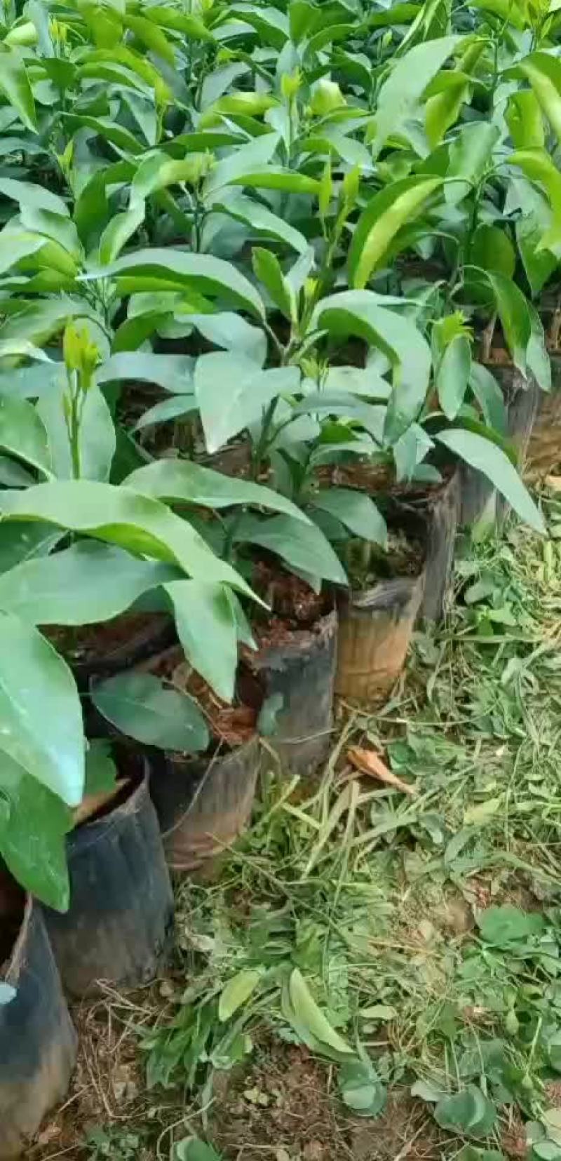 大果红肉沃沃柑苗