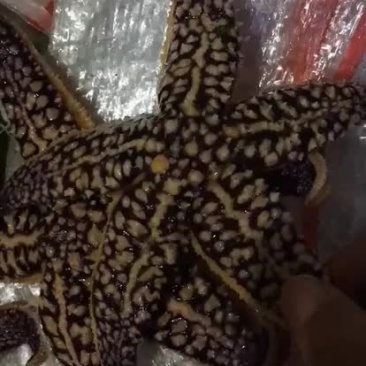渤海湾鲜活大海星各种规格