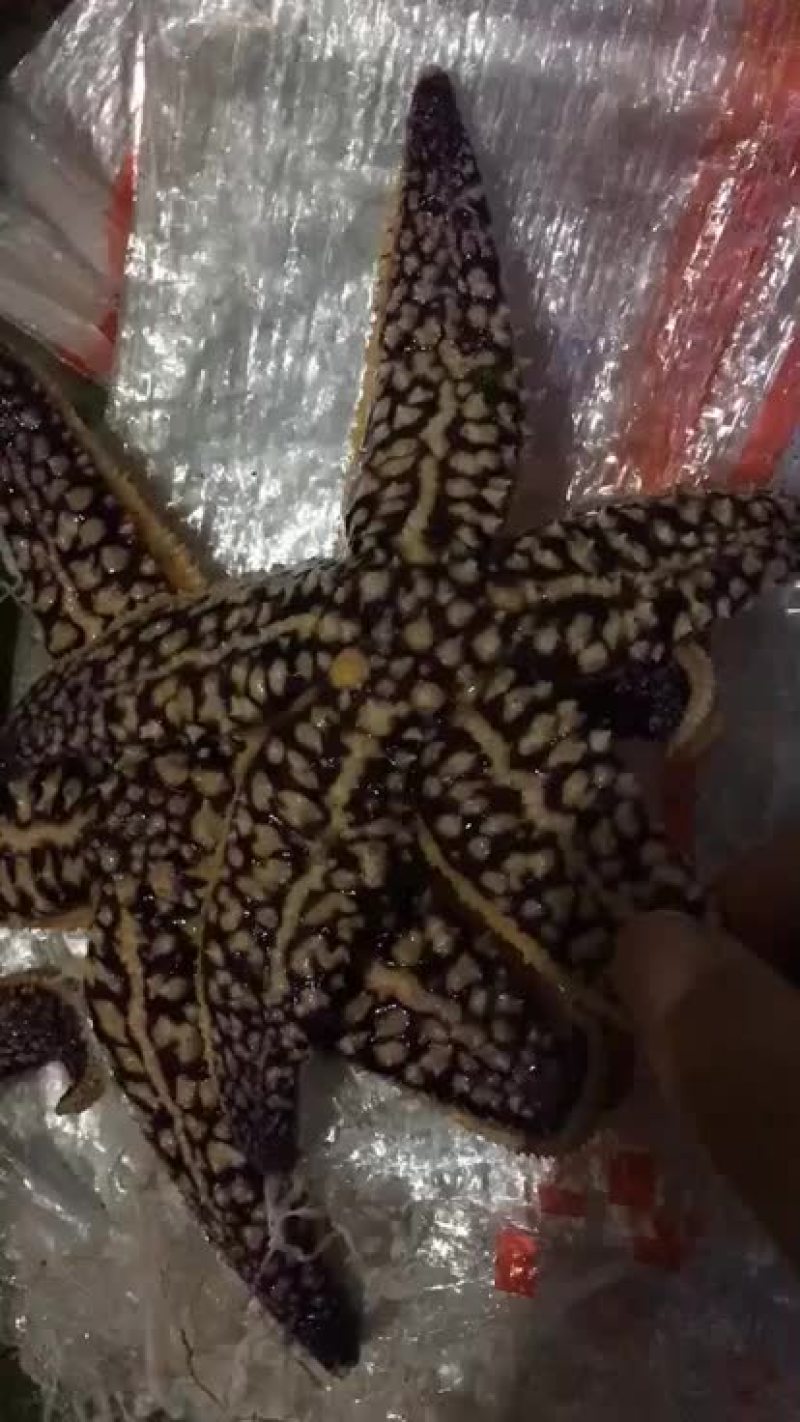渤海湾鲜活大海星各种规格