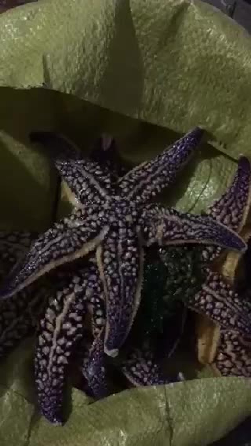 渤海湾鲜活大海星各种规格