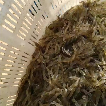 河虾