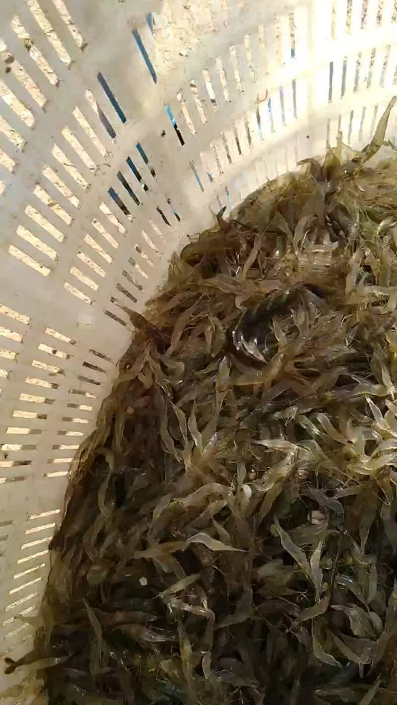 河虾