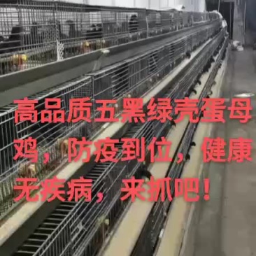 五黑绿壳蛋母鸡