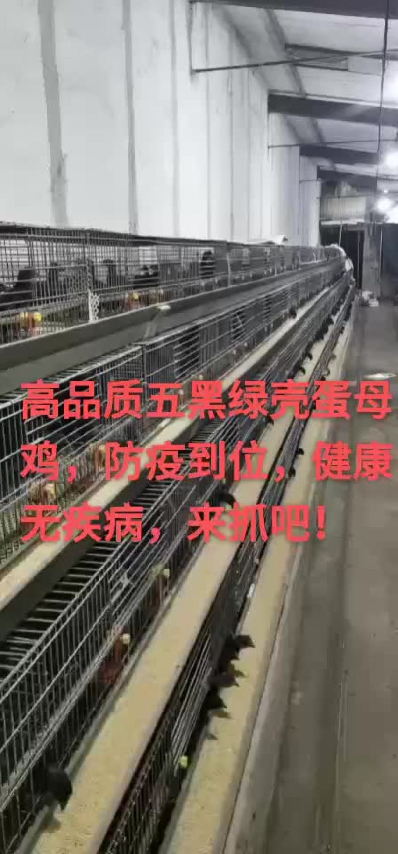 五黑绿壳蛋母鸡