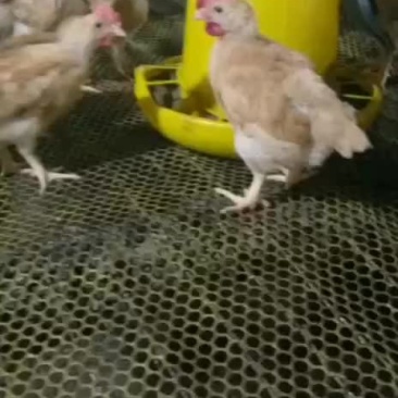 黄花公肉公鸡
