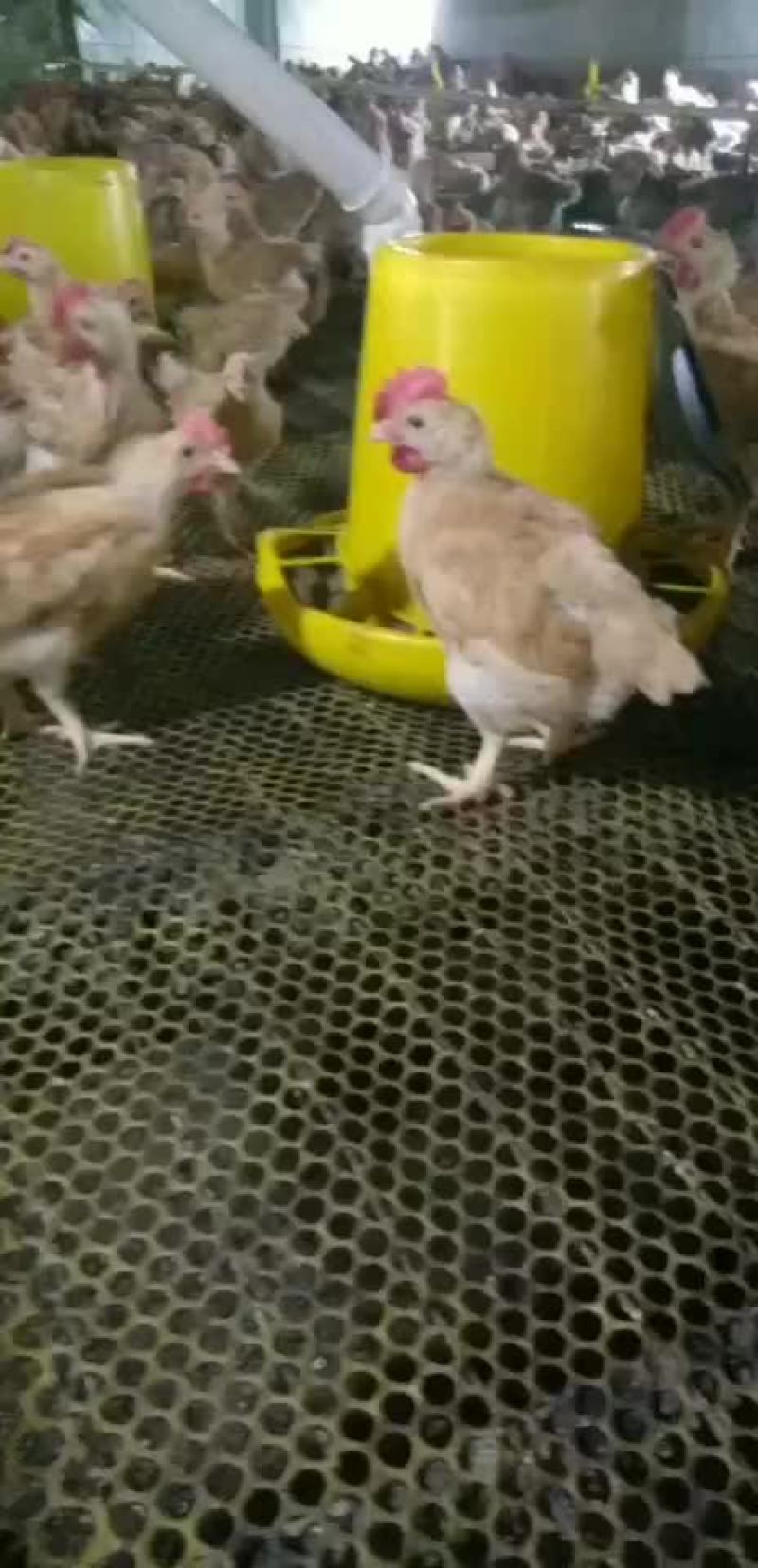 黄花公肉公鸡