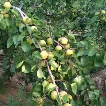 金太阳杏