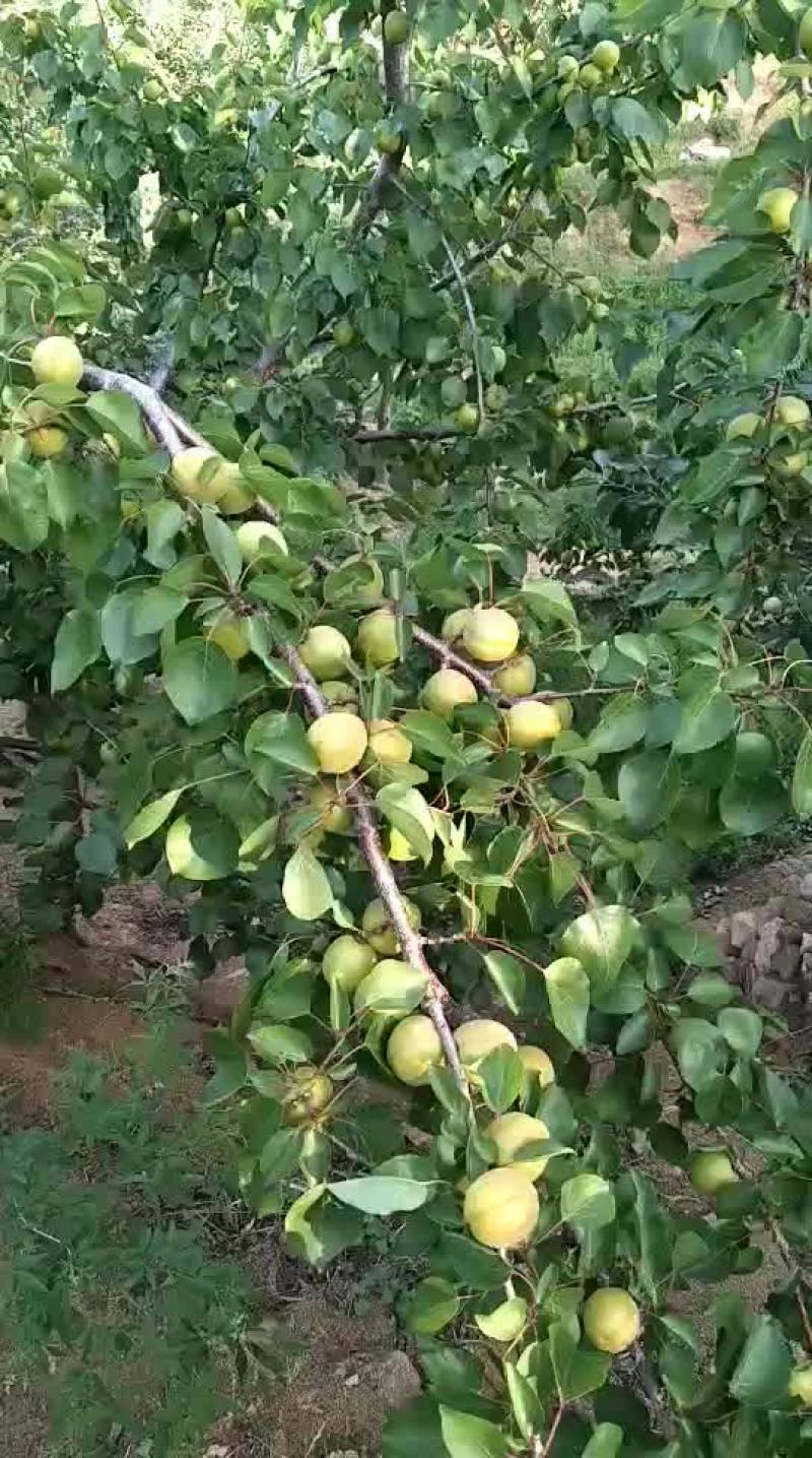 金太阳杏