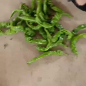 螺丝椒