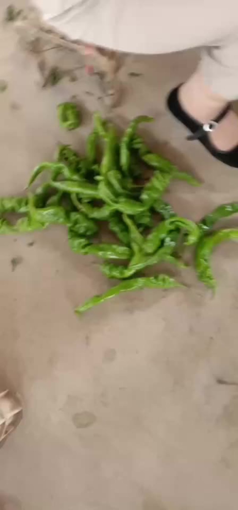 螺丝椒