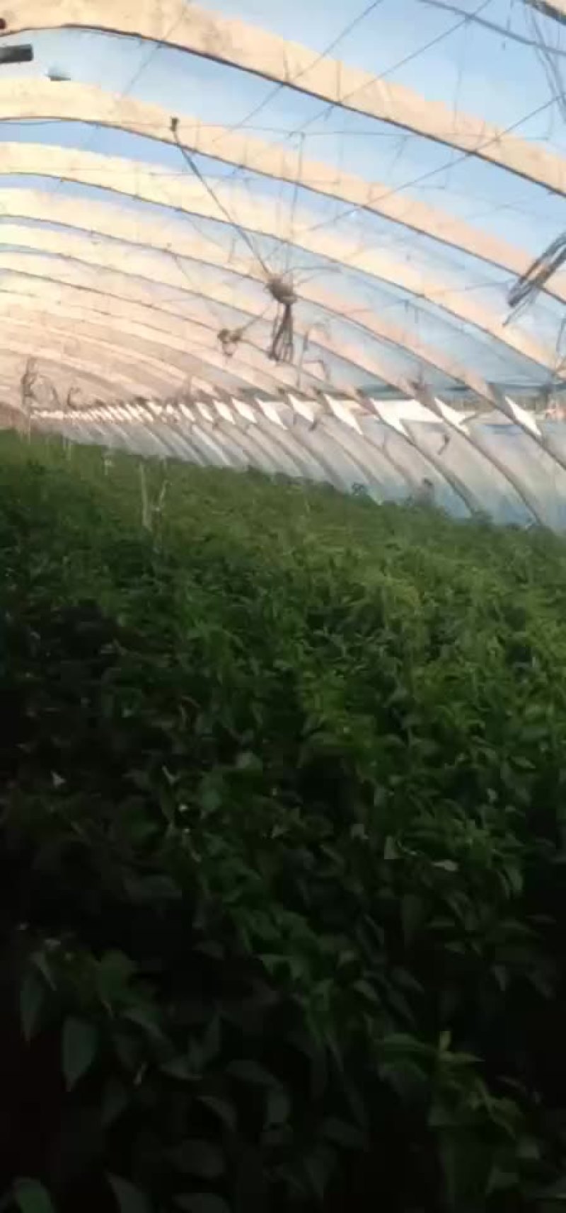 螺丝椒