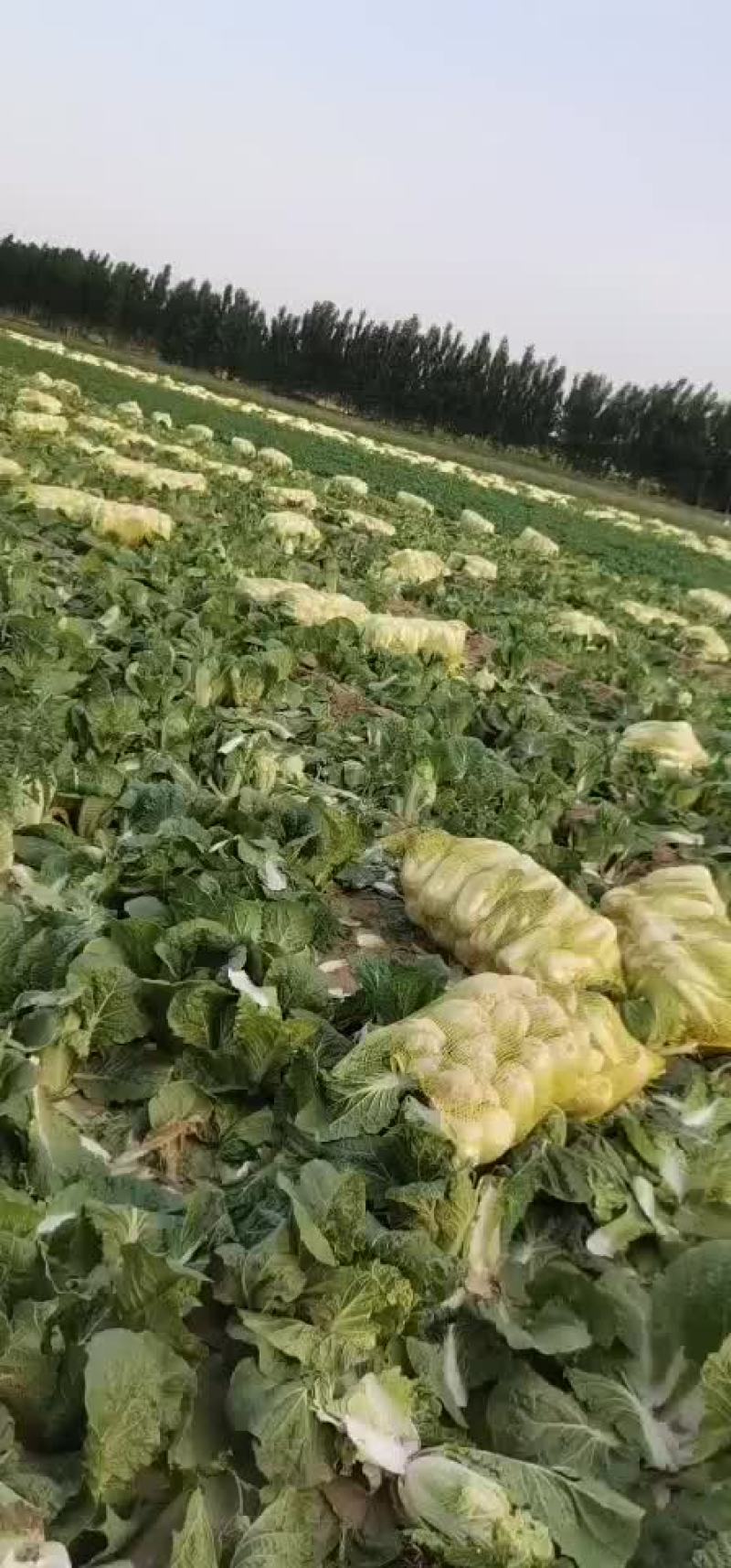 娃娃菜大量上市