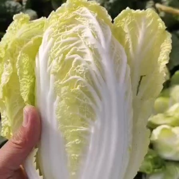 娃娃菜大量上市