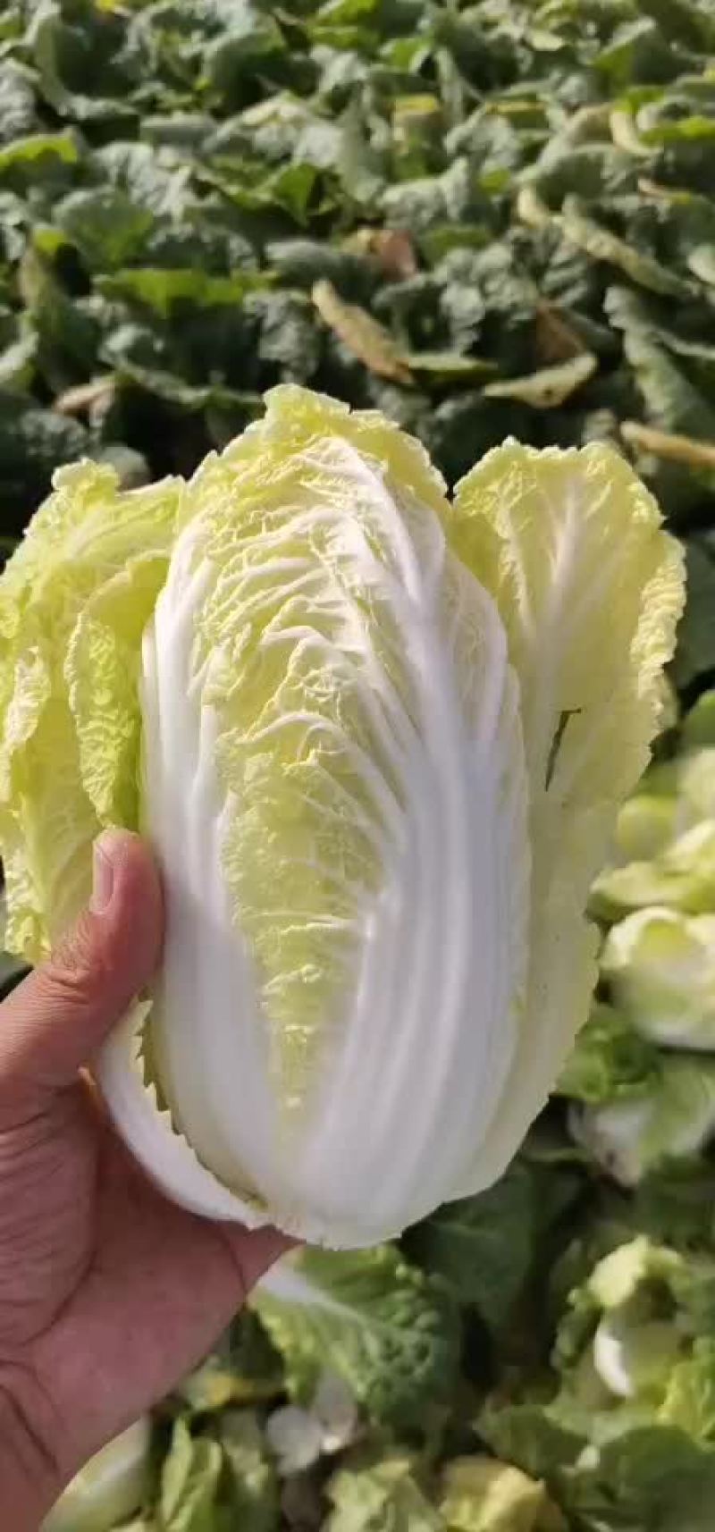 娃娃菜大量上市