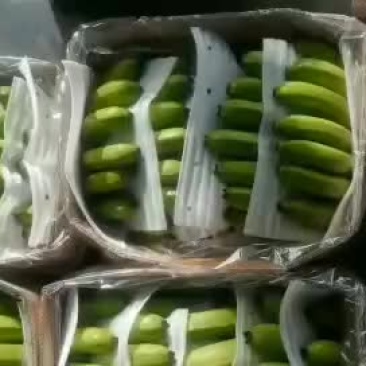 生焦