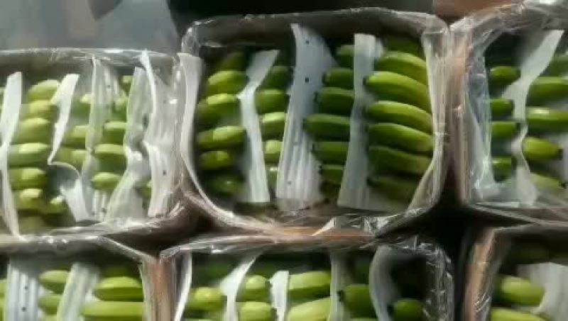 生焦