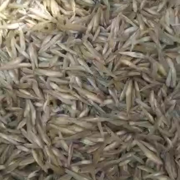 河虾