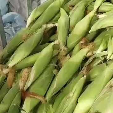 万糯2000