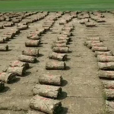 农忙时节每天两车早早做完