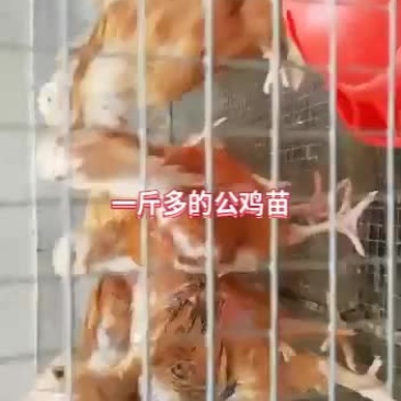 380红羽公鸡苗一斤以上
