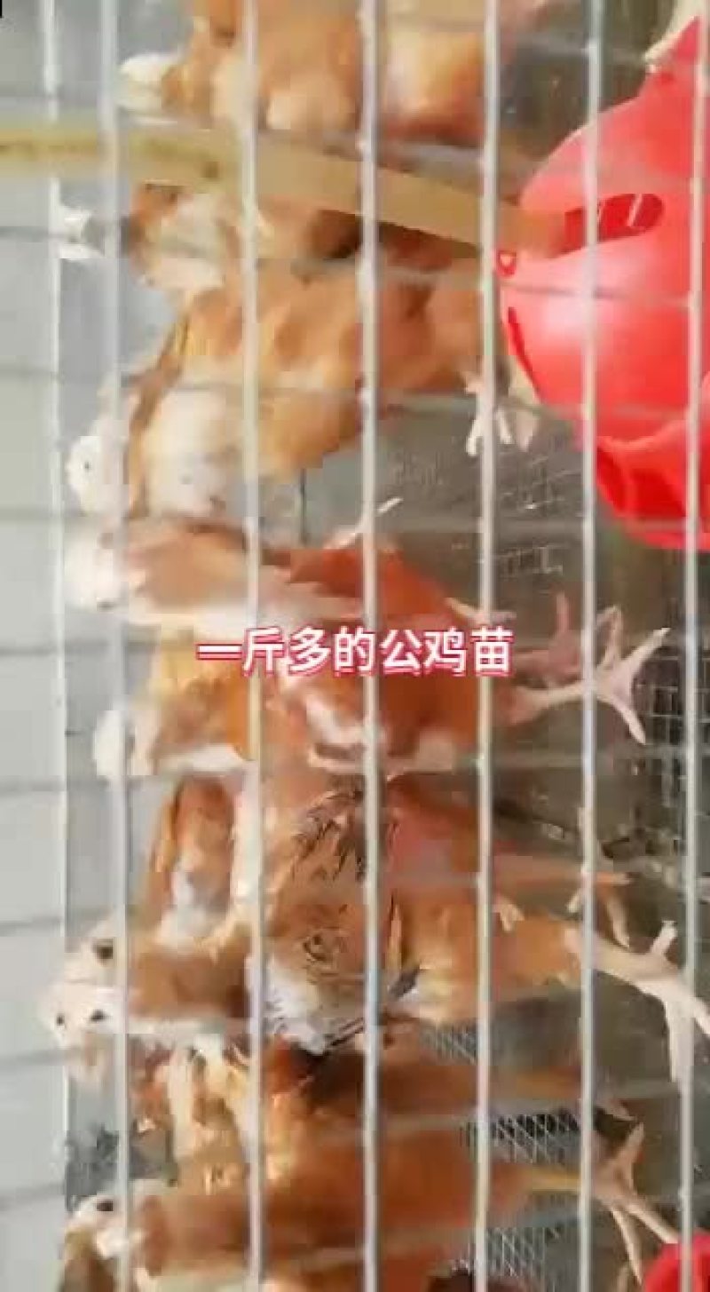 380红羽公鸡苗一斤以上