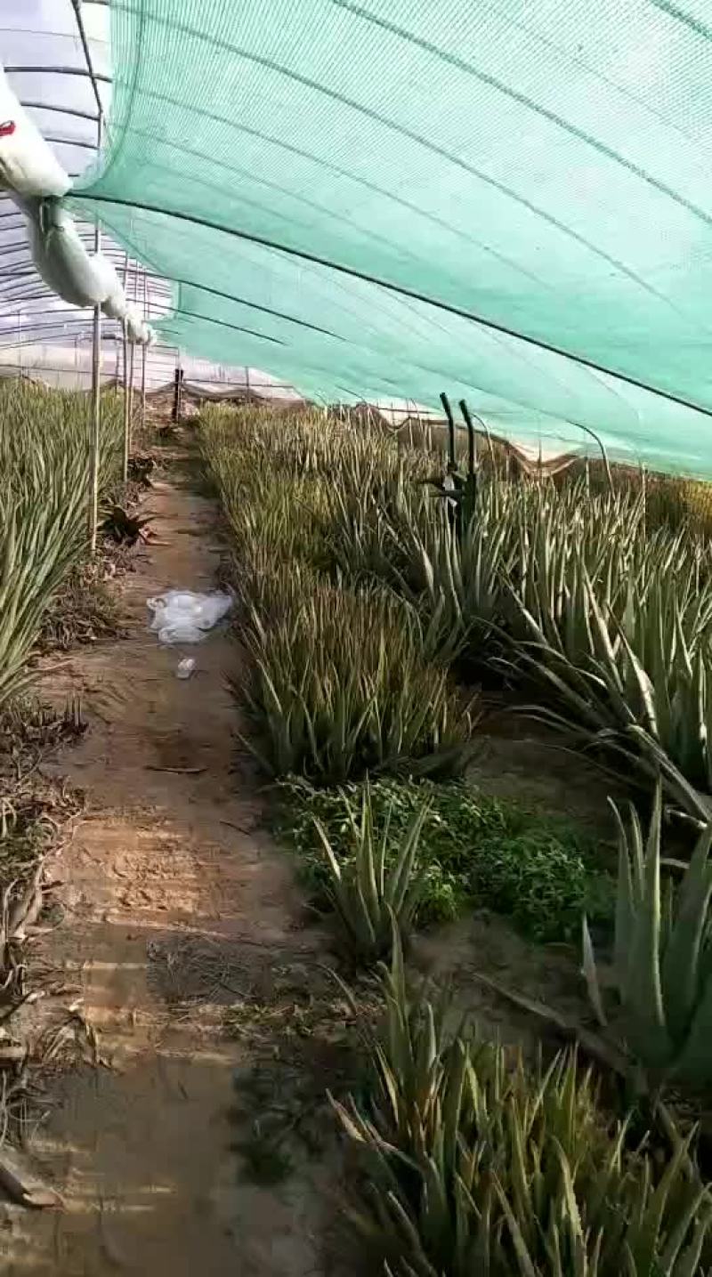 库拉索芦荟