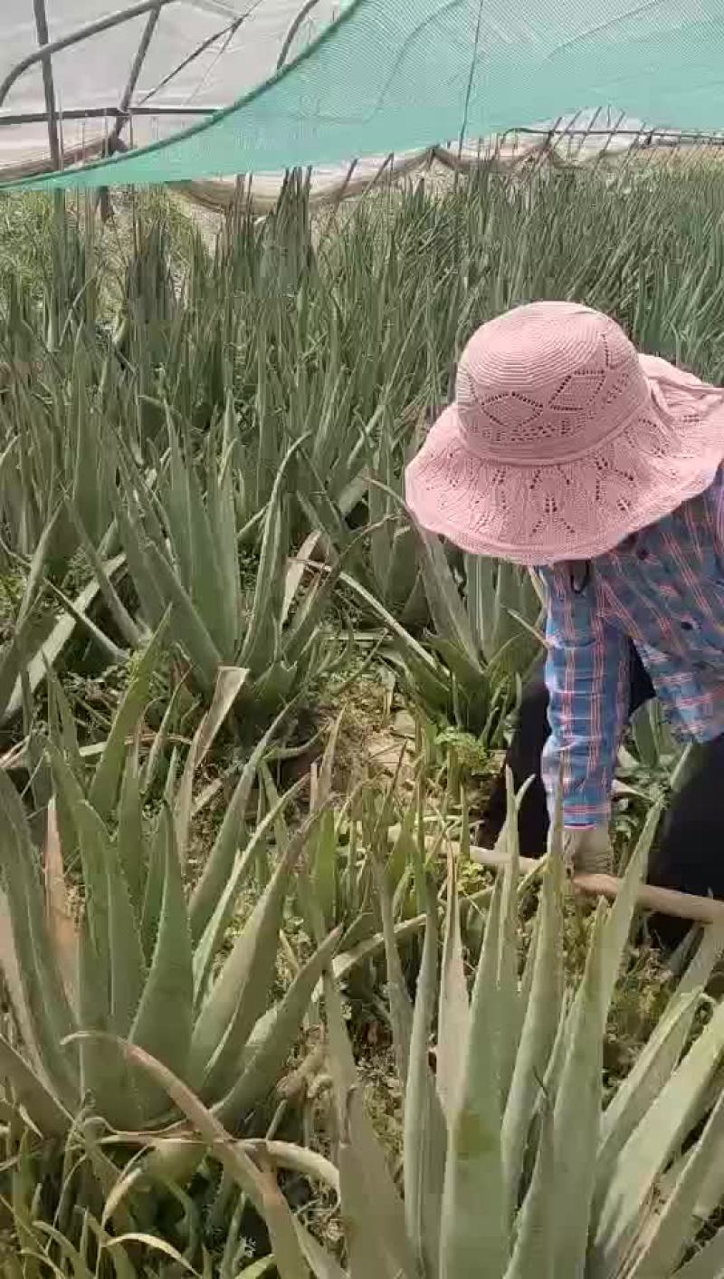 库拉索芦荟