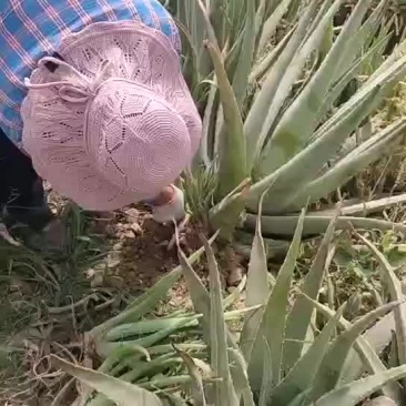 库拉索芦荟