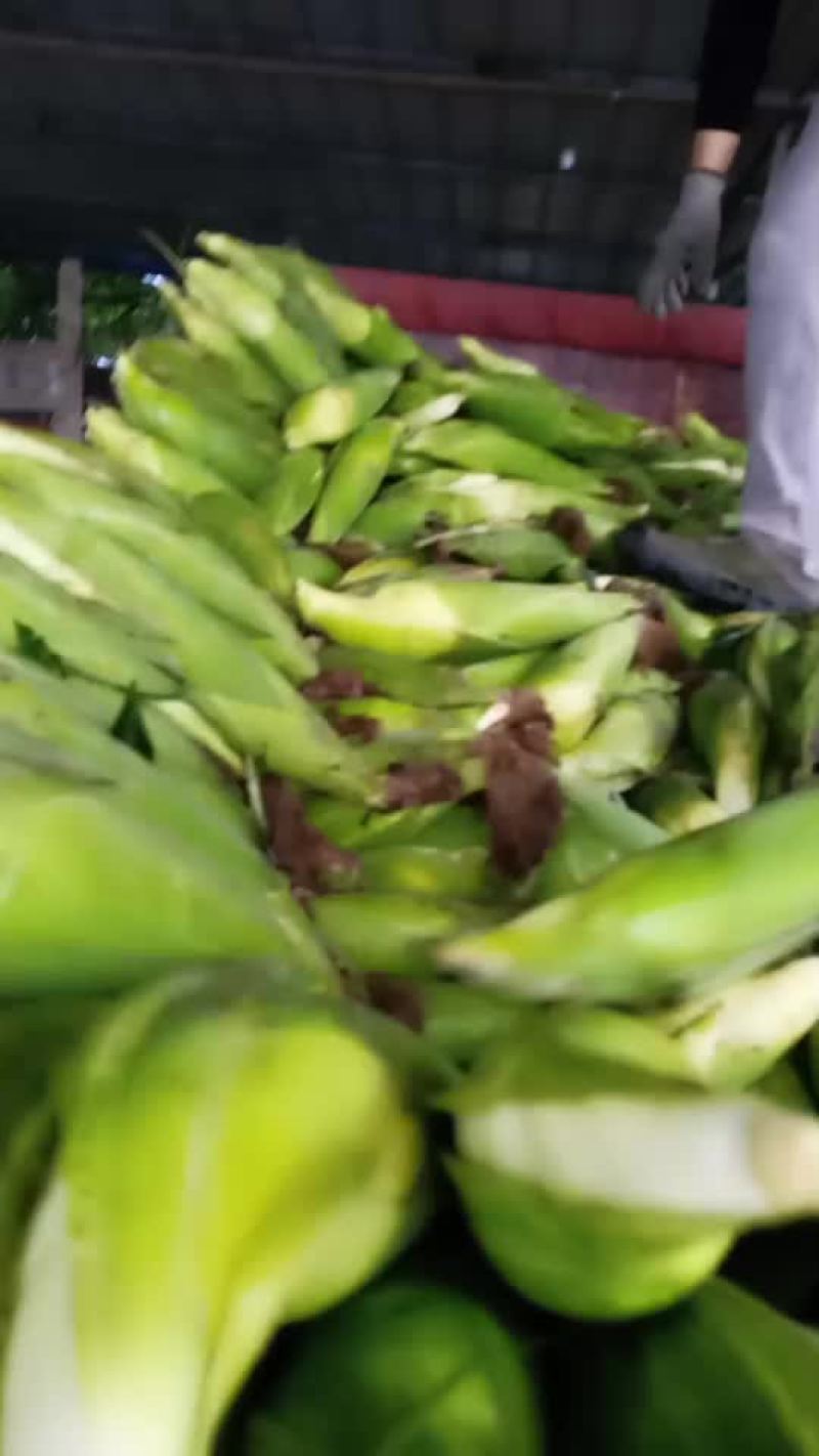 糯玉米